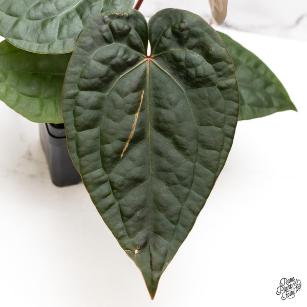 Anthurium 'Luxurians' X 'Zara' x 'Michelle' by DocBlock® (wk43-E)