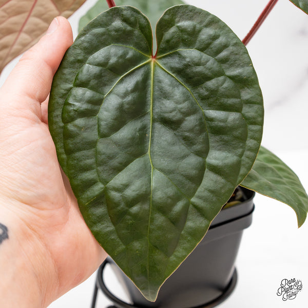 Anthurium 'Luxurians' X 'Zara' x 'Michelle' by DocBlock® (wk43-E)