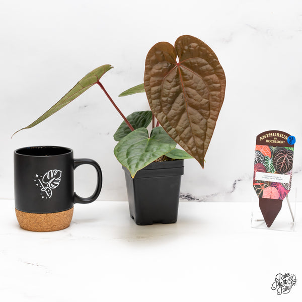 Anthurium 'Luxurians' X 'Zara' x 'Michelle' by DocBlock® (wk43-E)