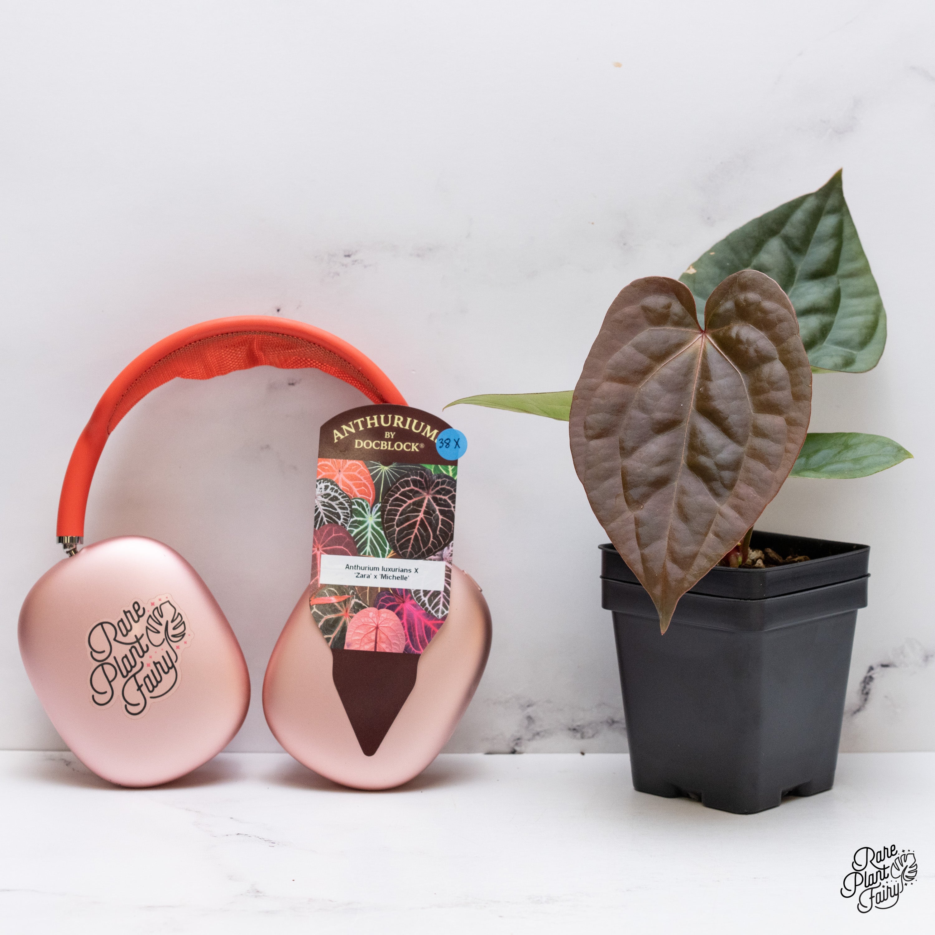 アンスリウム　Zara x Michelle by docblock Anthurium (Zara x Michelle) x Doc Block F2 – Carnivero
