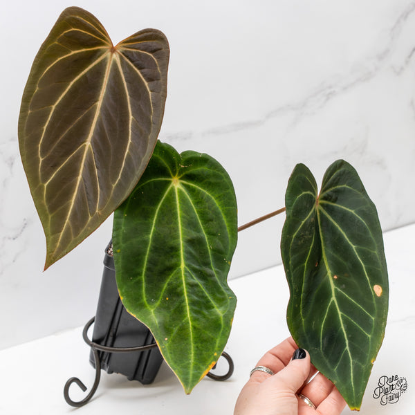 Anthurium Black Widow '43' x Black Widow '13' by DocBlock® (wk4-B)