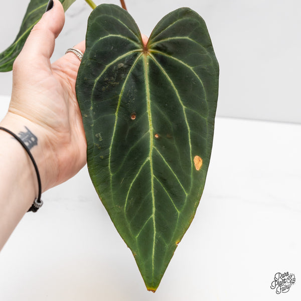 Anthurium Black Widow '43' x Black Widow '13' by DocBlock® (wk4-B)