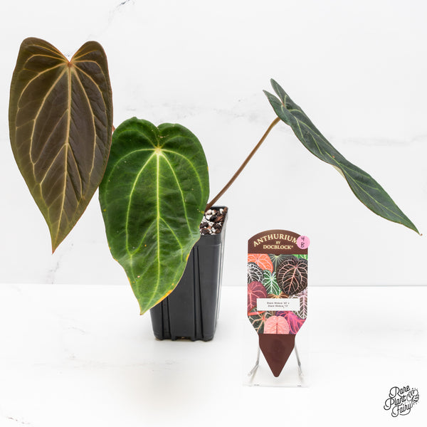 Anthurium Black Widow '43' x Black Widow '13' by DocBlock® (wk4-B)