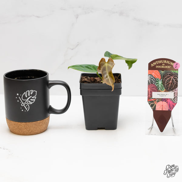 Anthurium Black Widow '43' x Forgetii '57' by DocBlock® (wk4-Z)