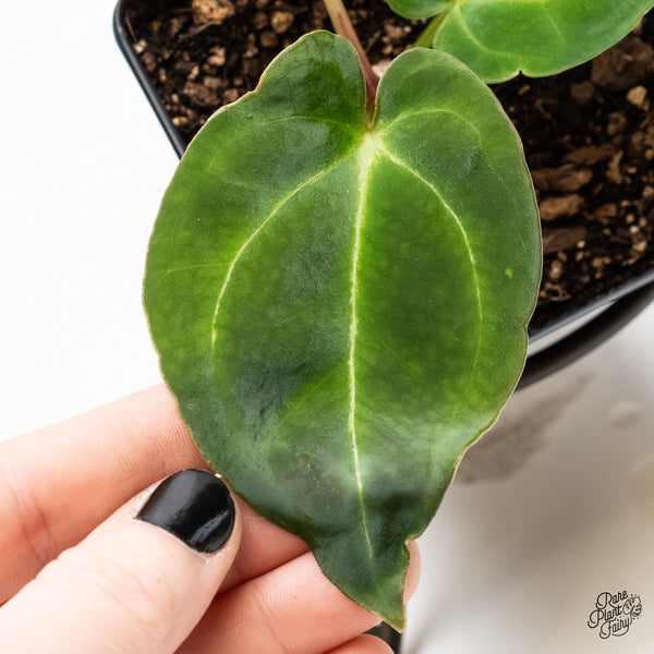 Anthurium Black Widow '43' x Forgetii '57' by DocBlock® (wk4-Z)