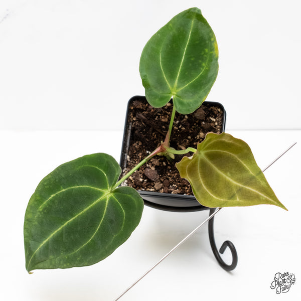 Anthurium Black Widow '43' x Forgetii '57' by DocBlock® (wk6-S)