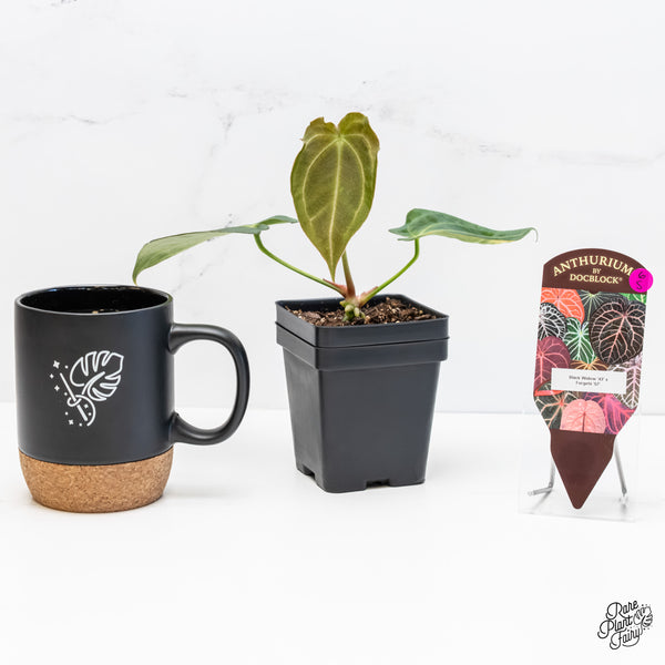 Anthurium Black Widow '43' x Forgetii '57' by DocBlock® (wk6-S)