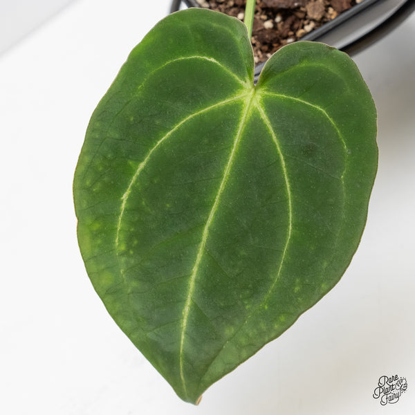 Anthurium Black Widow '43' x Forgetii '57' by DocBlock® (wk6-S)