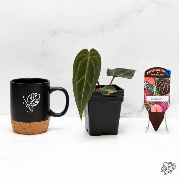 Anthurium Black Widow '43' x Red Velvet Cake '24' by DocBlock® (wk43-AA)