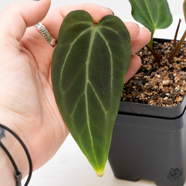 Anthurium Black Widow '43' x Red Velvet Cake '24' by DocBlock® (wk3-UT)