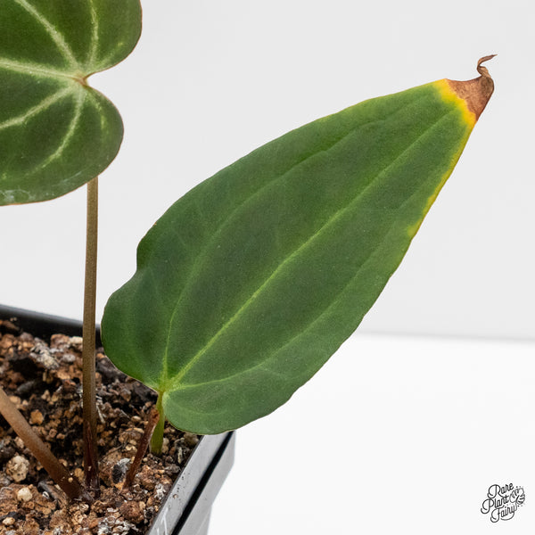 Anthurium Black Widow '43' x Red Velvet Cake '24' by DocBlock® (wk3-UT)