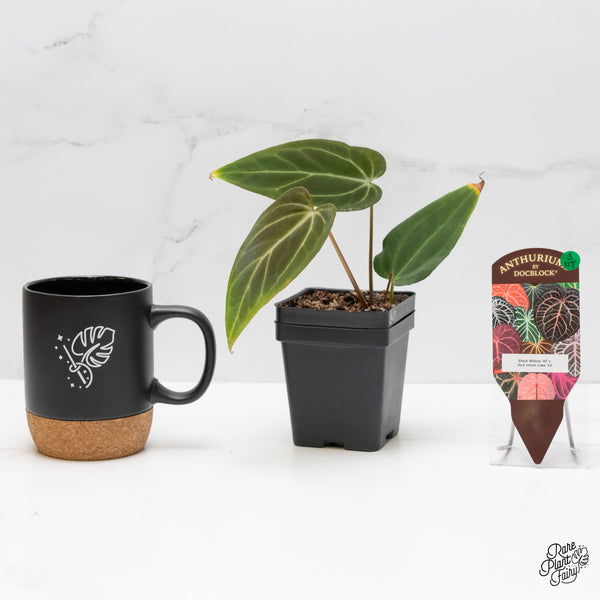 Anthurium Black Widow '43' x Red Velvet Cake '24' by DocBlock® (wk3-UT)