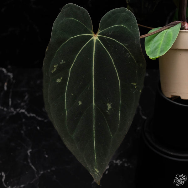 Anthurium Black Widow '43' x carlablackiae '80' by DocBlock® *Grower's Choice*
