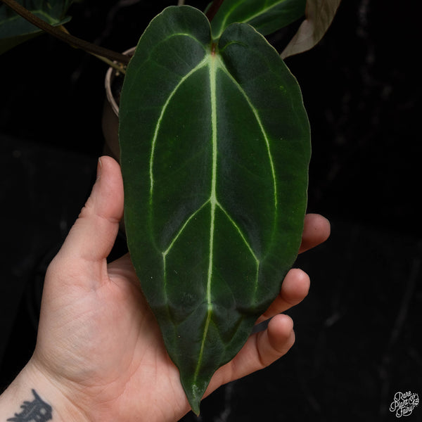 Anthurium Black Widow '43' x carlablackiae '80' by DocBlock® *Grower's Choice*