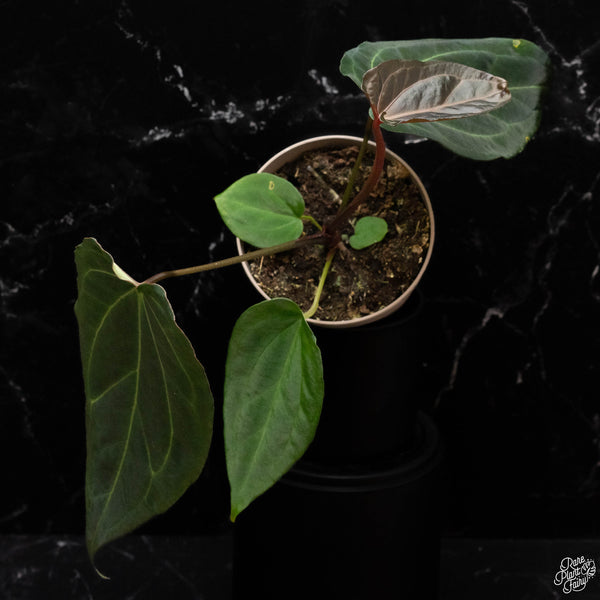 Anthurium Black Widow '43' x Black Widow '13' by DocBlock® *Grower's Choice*