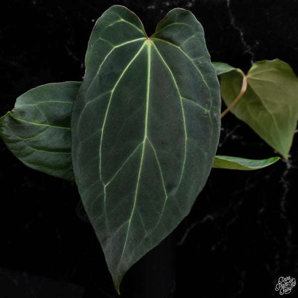 Anthurium Black Widow '43' x Black Widow '13' by DocBlock® *Grower's Choice*