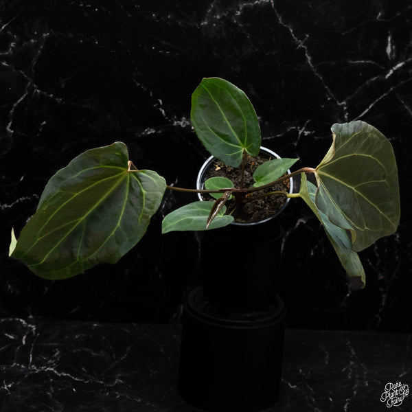 Anthurium Black Widow '43' x Black Widow '13' by DocBlock® *Grower's Choice*