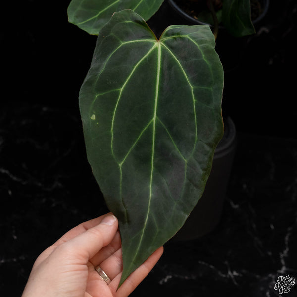 Anthurium Black Widow '43' x Black Widow '13' by DocBlock® *Grower's Choice*
