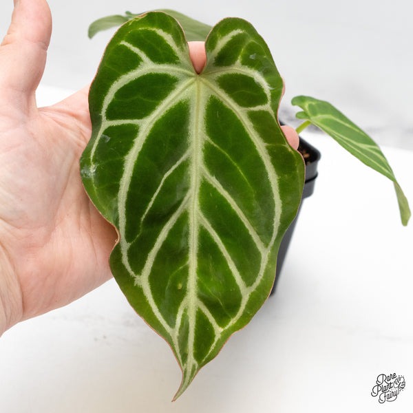 Anthurium DocBlock Briëlle '16' x Black Widow '13' by DocBlock® (wk51-C)