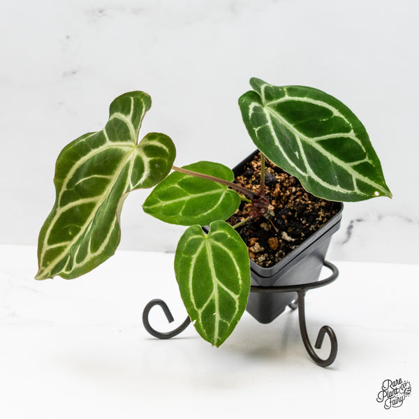 Anthurium DocBlock Briëlle '16' x Black Widow '13' by DocBlock® (wk51-C)