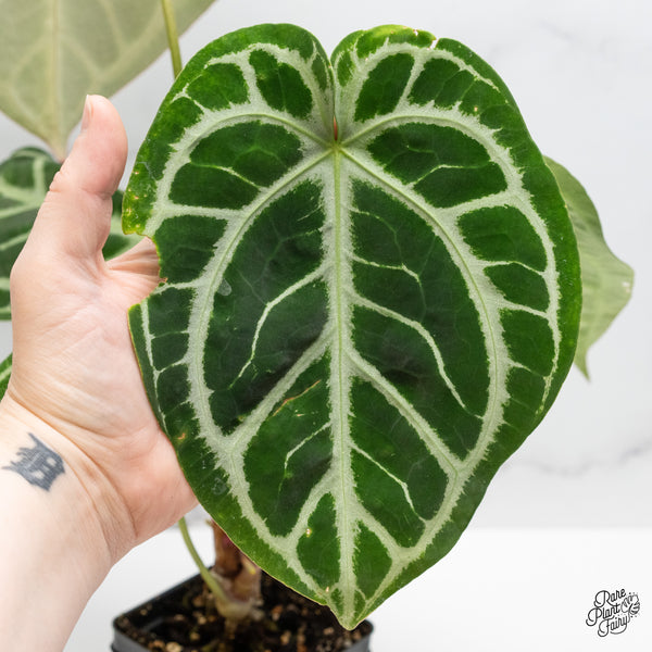 Anthurium DocBlock Briëlle '16' x Lynette '18' by DocBlock® (wk51-G)