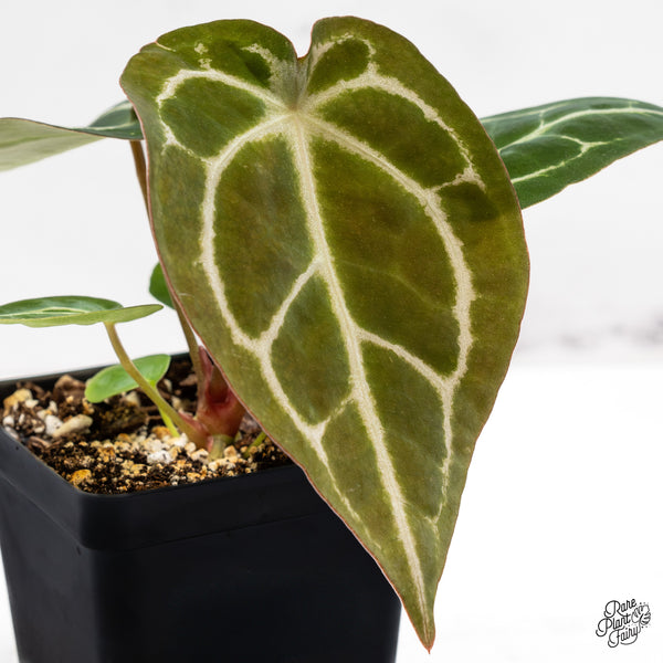 Anthurium Brown Derby '39' x Brown Derby '39' by DocBlock® (wk43-K) *Fused Sinus*