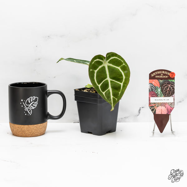 Anthurium Brown Derby '39' x Brown Derby '39' by DocBlock® (wk44-O) *Fused Sinus*