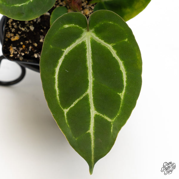 Anthurium Brown Derby '39' x Brown Derby '39' by DocBlock® (wk44-O) *Fused Sinus*