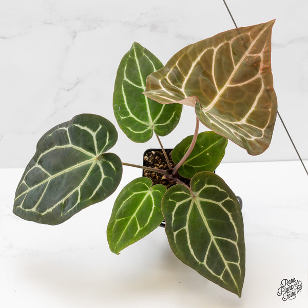 Anthurium Brown Derby '39' x Brown Derby '39' by DocBlock® (wk4-H)