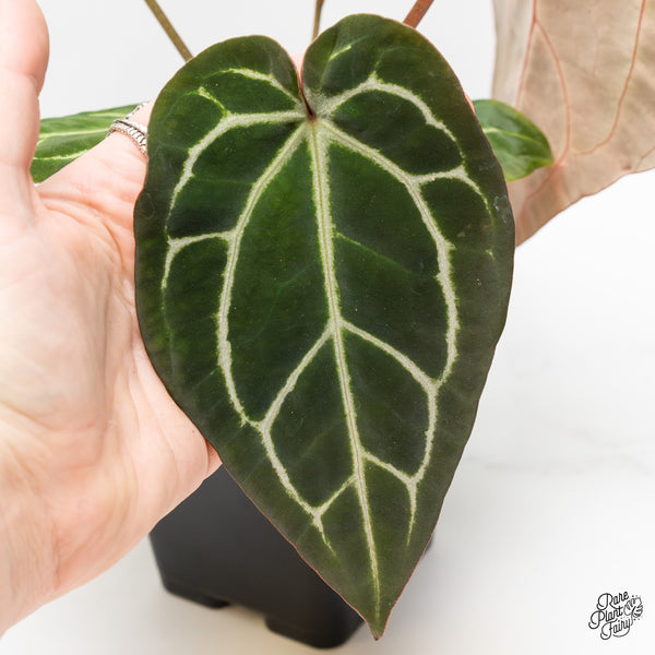 Anthurium Brown Derby '39' x Brown Derby '39' by DocBlock® (wk4-H)