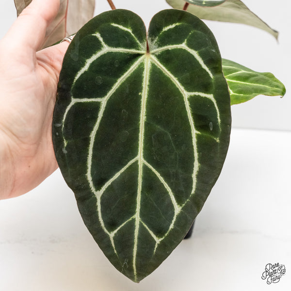 Anthurium Brown Derby '39' x Brown Derby '39' by DocBlock® (wk4-H)