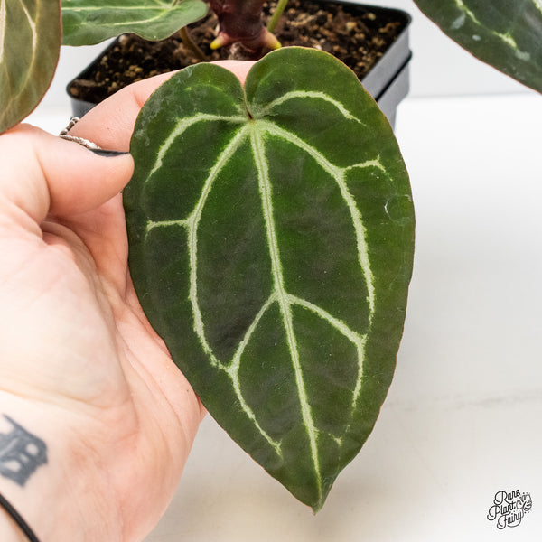 Anthurium Brown Derby '39' x Brown Derby '39' by DocBlock® (wk4-H)