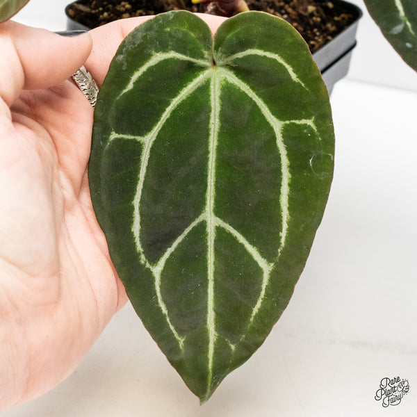 Anthurium Brown Derby '39' x Brown Derby '39' by DocBlock® (wk4-H)