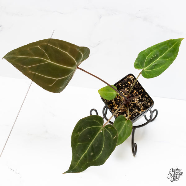 Anthurium Brown Derby '39' x Brown Derby '39' by DocBlock® (wk4-O)