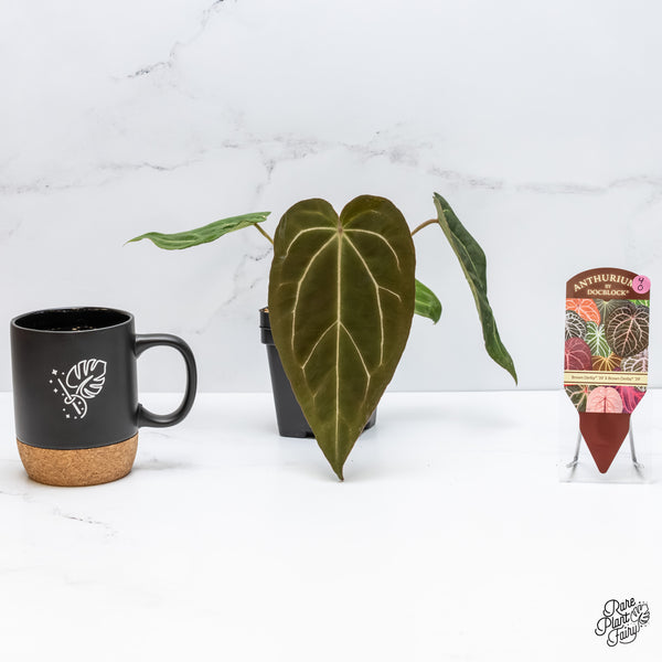 Anthurium Brown Derby '39' x Brown Derby '39' by DocBlock® (wk4-O)