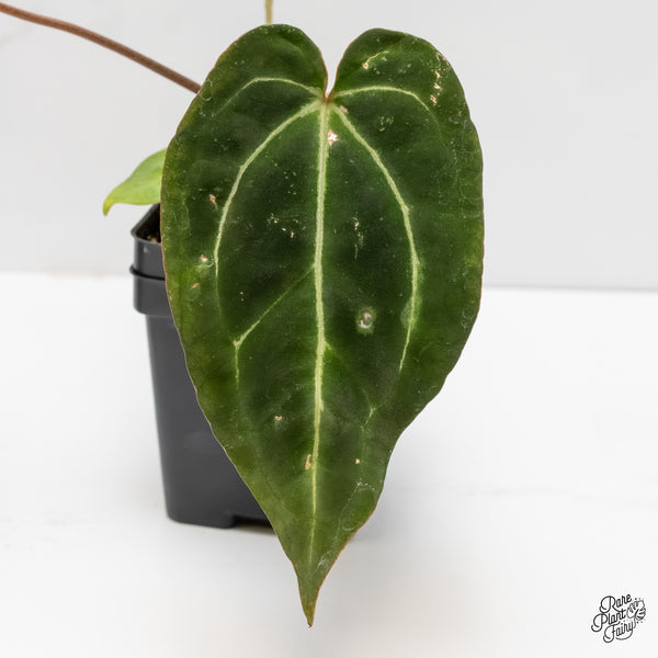 Anthurium Brown Derby '39' x Brown Derby '39' by DocBlock® (wk4-O)