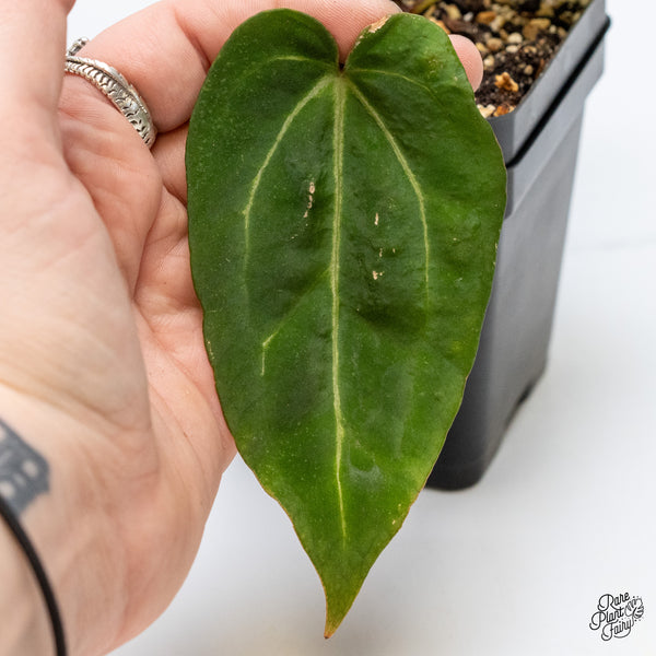 Anthurium Brown Derby '39' x Brown Derby '39' by DocBlock® (wk4-O)