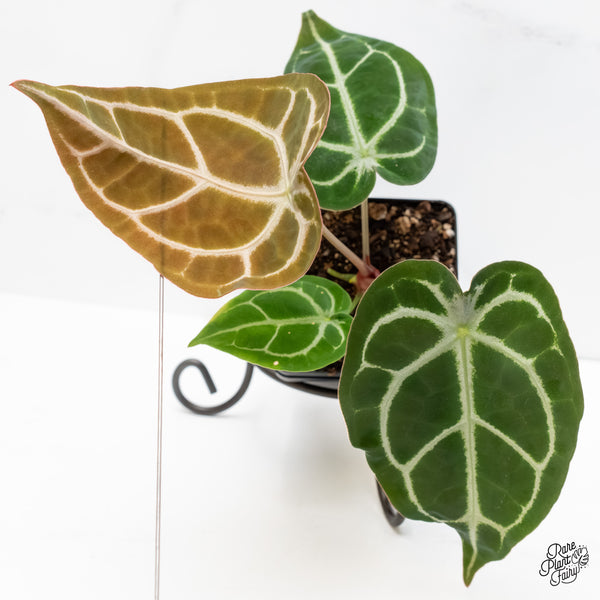 Anthurium Brown Derby '39' x Brown Derby '39' by DocBlock® (wk6- X)