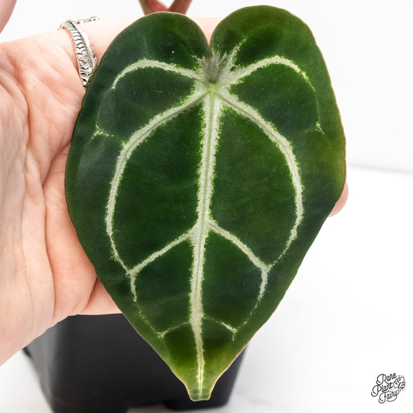 Anthurium Brown Derby '39' x Brown Derby '39' by DocBlock® (wk6- X)