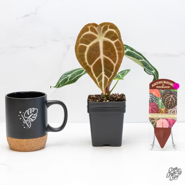 Anthurium Brown Derby '39' x Brown Derby '39' by DocBlock® (wk6- X)