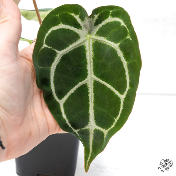 Anthurium Brown Derby '39' x Brown Derby '39' by DocBlock® (wk6- X)