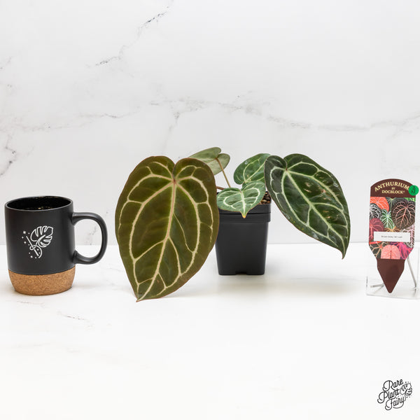 Anthurium Brown Derby '39' x Brown Derby '39' by DocBlock® (wk3-N)