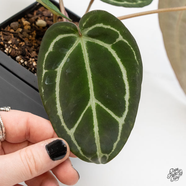 Anthurium Brown Derby '39' x Brown Derby '39' by DocBlock® (wk3-N)