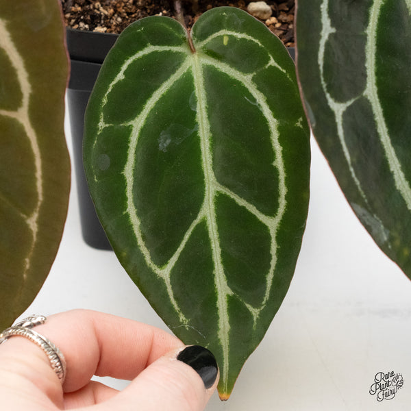 Anthurium Brown Derby '39' x Brown Derby '39' by DocBlock® (wk3-N)