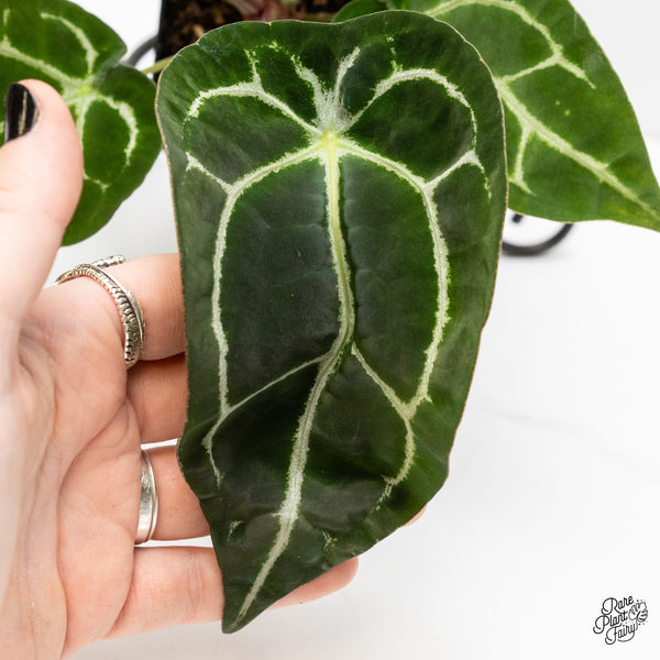 Anthurium Brown Derby '39' x Brown Derby '39' by DocBlock® (wk3-V)