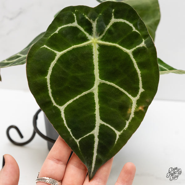 Anthurium Brown Derby '39' x Brown Derby '39' by DocBlock® (wk3-V)