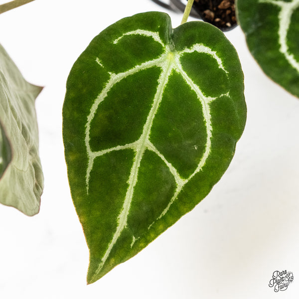 Anthurium Brown Derby '39' x Brown Derby '39' by DocBlock® (wk3-V)