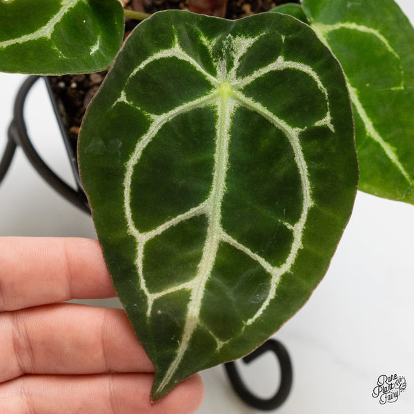 Anthurium Brown Derby '39' x Brown Derby '39' by DocBlock® (wk3-V)