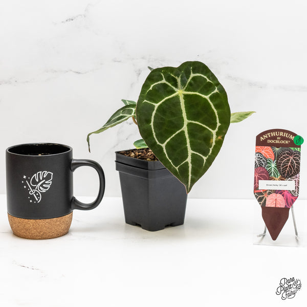 Anthurium Brown Derby '39' x Brown Derby '39' by DocBlock® (wk3-V)