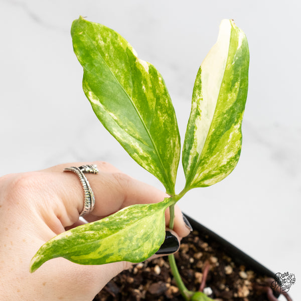 Anthurium Clavigerum Variegated (wk4-B)